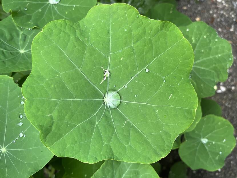 Blad met druppel